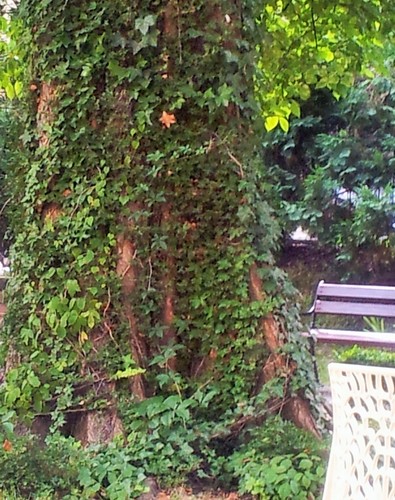 bluszcz obrastający drzewo, ogród 